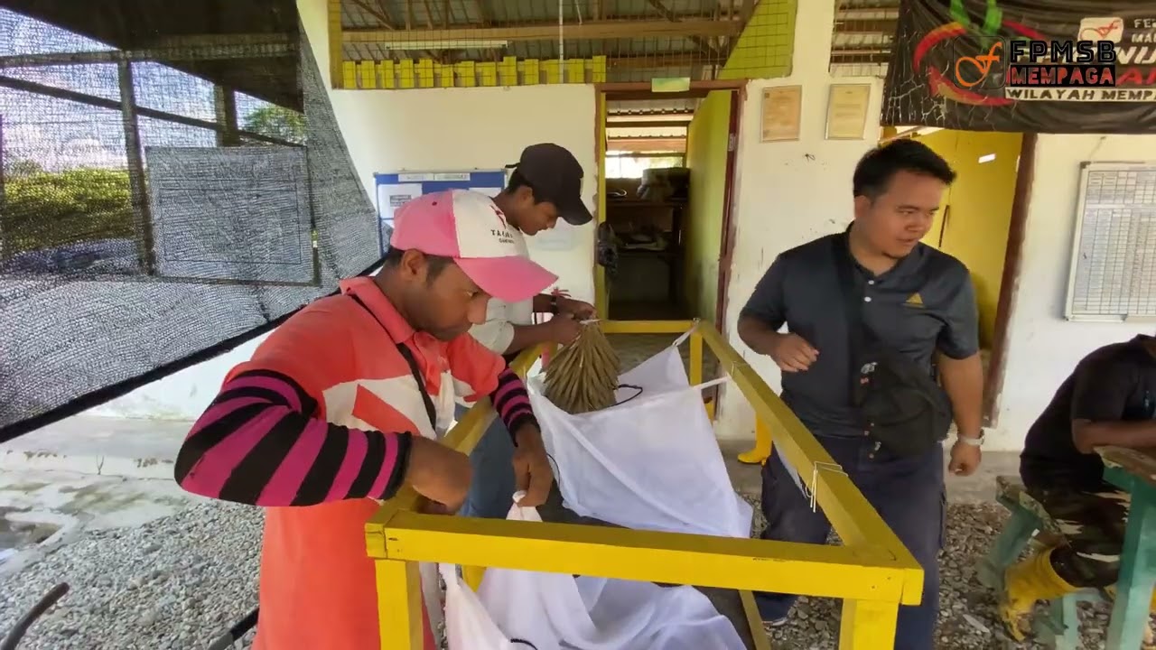 PROSES PENTERNAKAN ELAEIDOBIUS KAMERUNICUS | LADANG SAWIT | HATCH AND CARRY