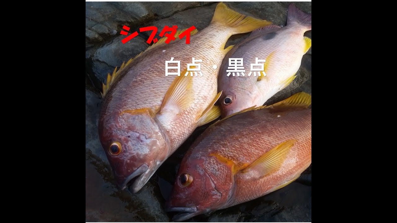 シブダイ 甑島の夏魚上向く 序盤の釣り方を紹介します Youtube