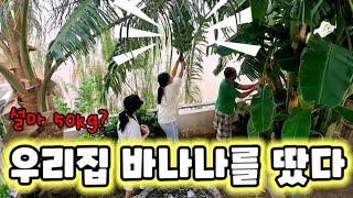 EP.447 우리집 바나나를 따던 날 #비엔티안5월날씨 #표준한국어 #라오스과일 #라오스우기 #후원