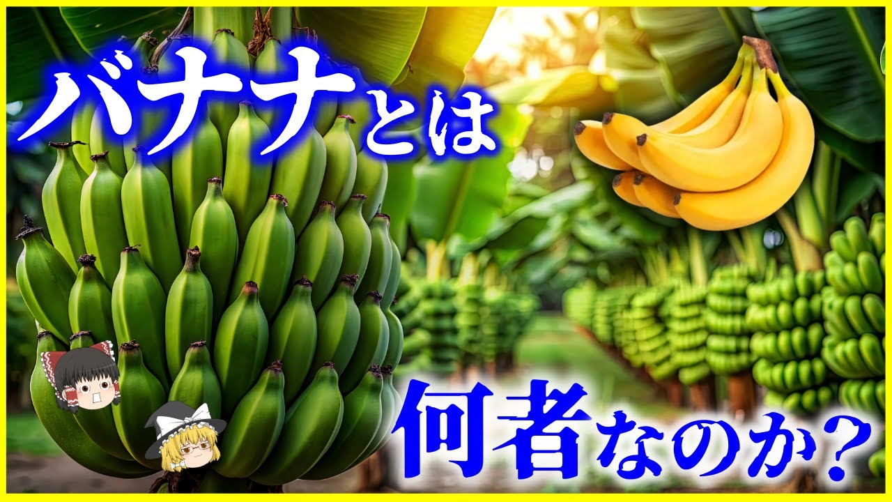 【ゆっくり解説】今、バナナが危機!?植物界の異端児「バナナ」とは何者なのか？を解説/木のように見えて草!?現代のバナナを脅かす危機とは ...