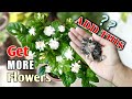 BEST FERTILIZERS to Get Maximum Arabina Jasmine Flower