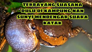 SUARA KODOK /katak MERAUNG RAUNG PERTANDA BANJIR