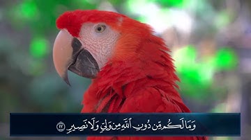 سورة العنكبوت بصوت القارئ أسامة سيار