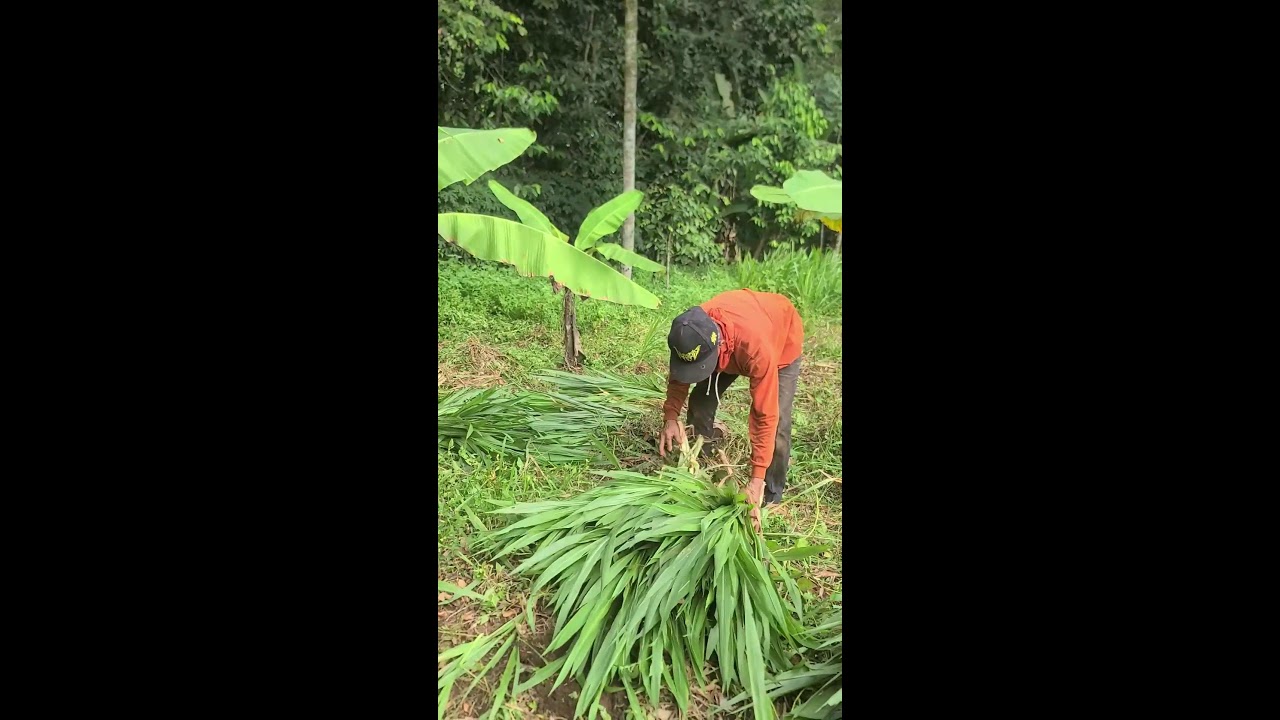 Why Successful USA Farms Gather Hay Now | Profitable Trick