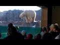 Brookfield Zoo polar bear splash!