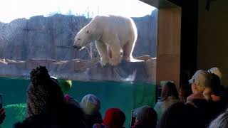 Brookfield Zoo polar bear splash!