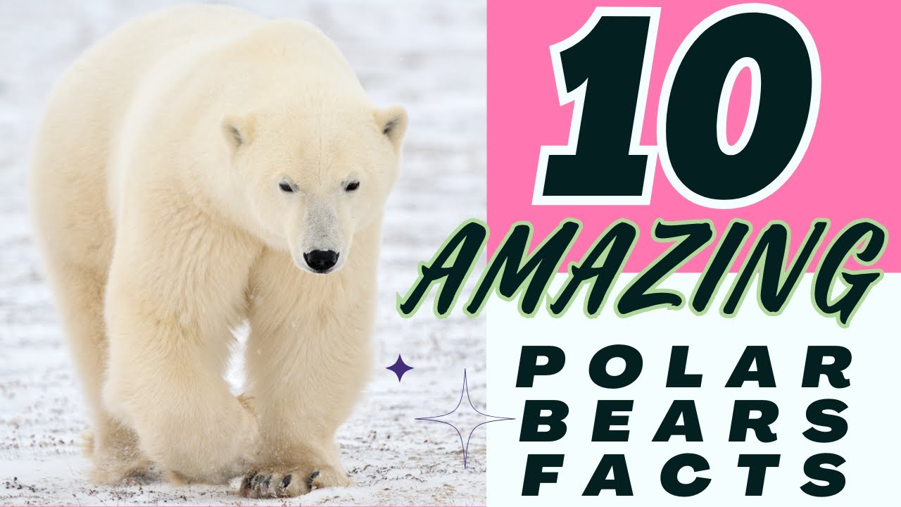 Top 10 Polar Bear Facts