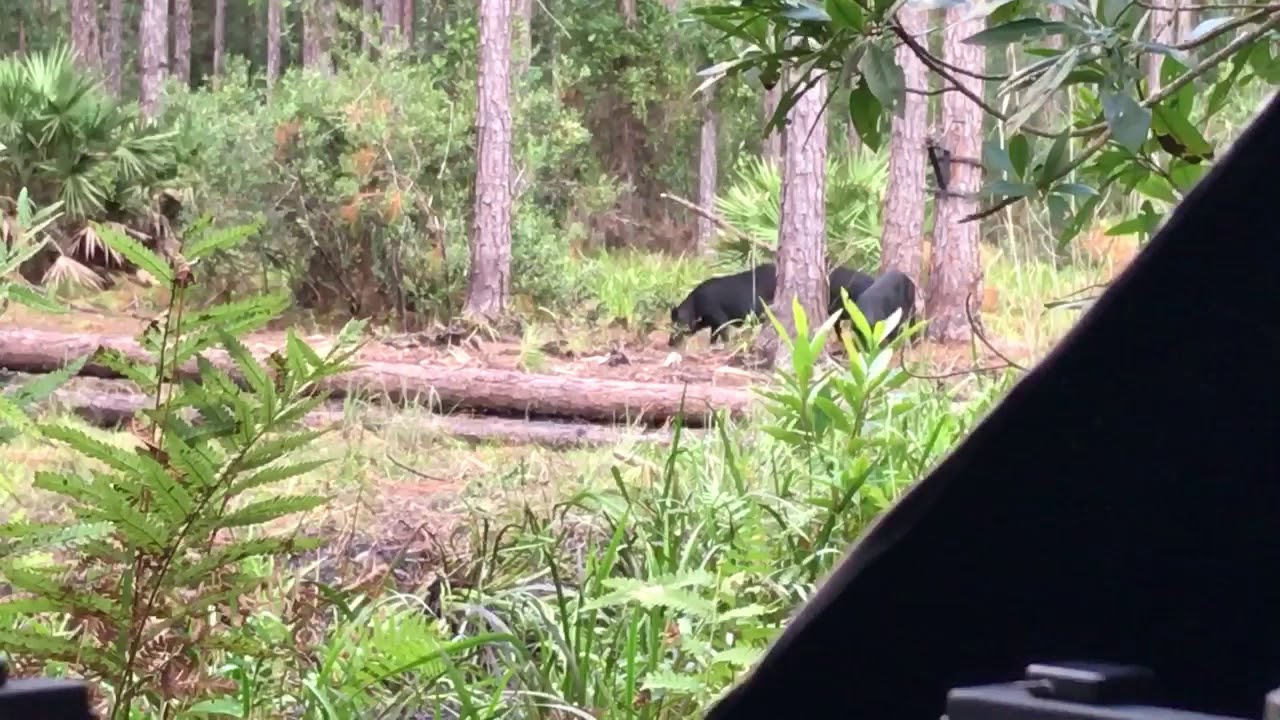 North Florida Hog Hunt 