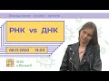 РНК vs. ДНК  | Біологія ЗНО | Екзам