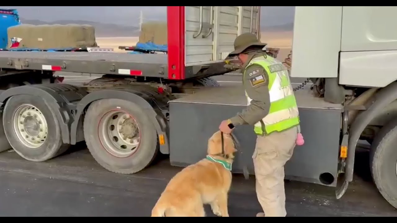 85 kilos de droga fueron decomisados en 2 procedimientos desarrollados por el OS7 de Carabineros