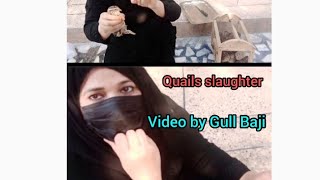 Quails slaughter video by Gull Baji