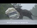 The elephant tried to overturn a lorry carrying paddy during the heavy rainelephantsrilanka