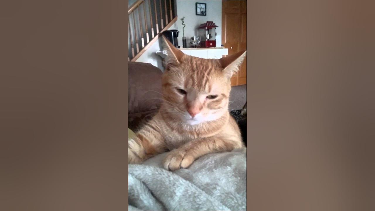 Cats hate being told no! - YouTube