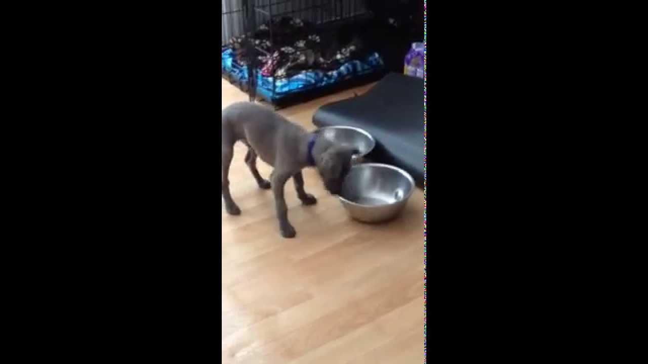 Blue Grey Whippet Puppy Exploring Youtube