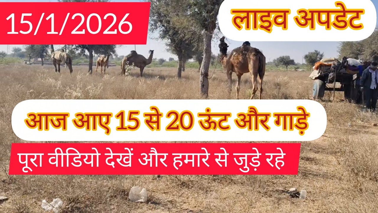 15/1/2026 Nagaur pashu mela 2026 | नागौर पशु मेला 2026 || बाबा रामदेव पशु मेला नागौर 2026 लाइव 