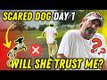 The BEST Way to Help a Scared Dog Feel SAFE and Secure