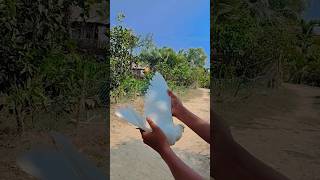 খুব সুন্দর একটা পায়রার ভিডিও। pigeon video blog.#pigeonvideo #shorts