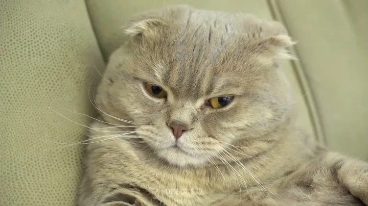 Video 10735651: scottishfold cat cute