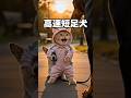 大丈夫!ルナが守るよ! #猫動画 #かしわねこ #元気になる動画 #猫のいる暮らし #好きな子猫 #cute #cat #子ネコ #猫好きさんと繋がりたい #猫のいる生活 #癒やし