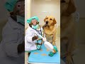 When your surgeon is a monkey… 🍌✨ #MonkeyBusiness #CosmeticChaos #CockatielMakeover #SurgicalSillin