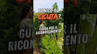 Hemlock, Güzel Ve Ölümcül Sokratesin Zehrini Tanımayı Öğrenin