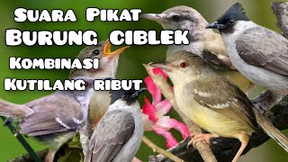 suara pikat burung ciblek || kombinasi kutilang ribut dan kejepit #caramikat #mp3pikat  #ciblekbren