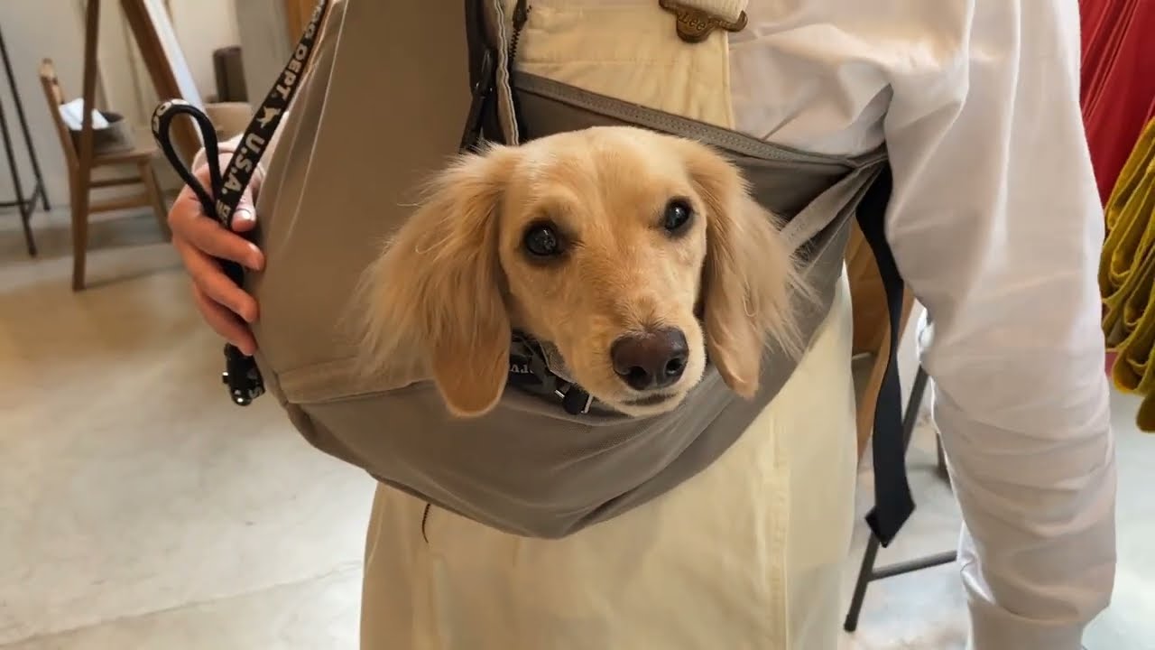 愛犬の無駄吠えが激減した 吠える理由とその対処法を解説 ドッグスリング 犬用抱っこ紐の専門店erva エルバ