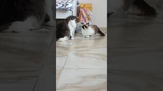 cute birman cats #shorts #animals #trending #funny #youtubeshorts