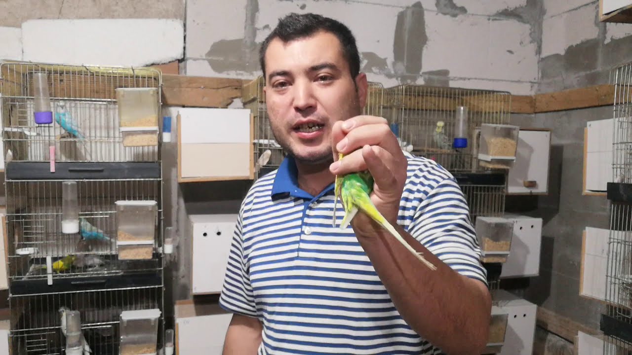 muhabbet kuşu bit ve parazit için kesin çözüm nedir?