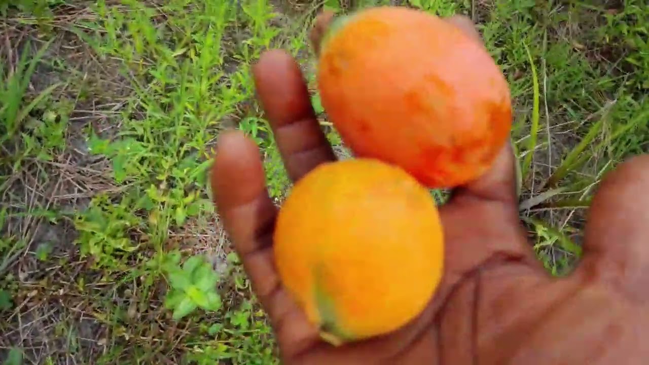 Жизнь в сельской местности / сбор фруктов, #Африка #фрукты #жизньэтономечта