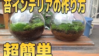 簡単に作れる苔インテリア！【苔テラリウム】