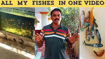 VinVin Birds Fish Room Tour | All My Fishes in one Video | Tamil | VV's