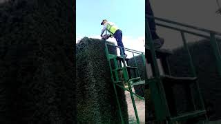 Dikdörtgen Servi Budama