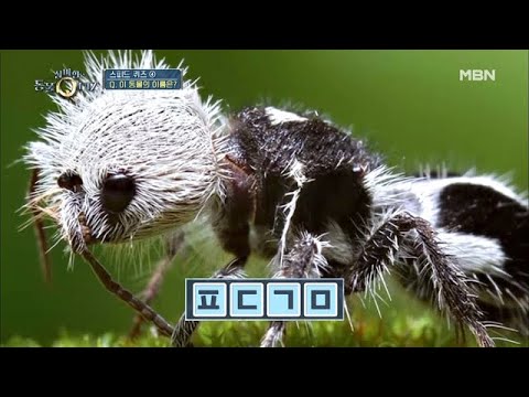 보이는 그대로가 정답! 본능적인 초성 스피드 퀴즈 ④