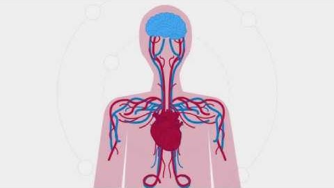 Support your Heart and Brain with CocoaVia®