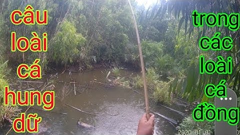 Câu Cá Rô Gặp Phải Loài Cá Hung Dữ /Định Nguyễn Hậu Giang