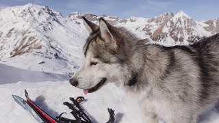 Snowboarding and skiing with a husky in Montgenevre