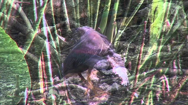 The Audubon Moment - The Green Heron