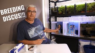 How to Breed Discus in smaller Aquariums