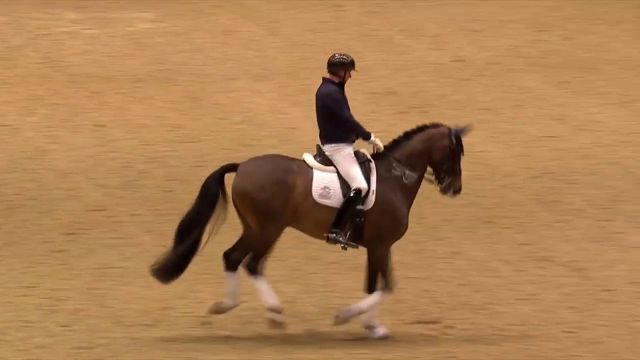 Dressage Unwrapped 2019 Olympia, The London International Horse Show