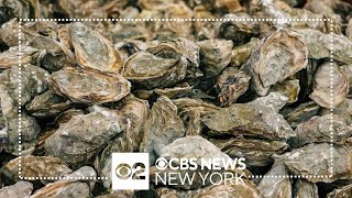 Fda Issues Oyster Alert In 5 States, Including New York And Connecticut