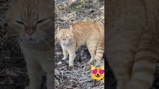 #cat#catshorts#michis#gacha#like#video#corazon#edit#cats#funny#shorts#apoyo#ayuda#subscribe#foryou