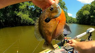 Bream fishing with Bobbers Worms and some times the beetle spin