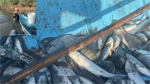 Về miền Tây thuốc cá vuông trúng mánh hơn một tấn cá