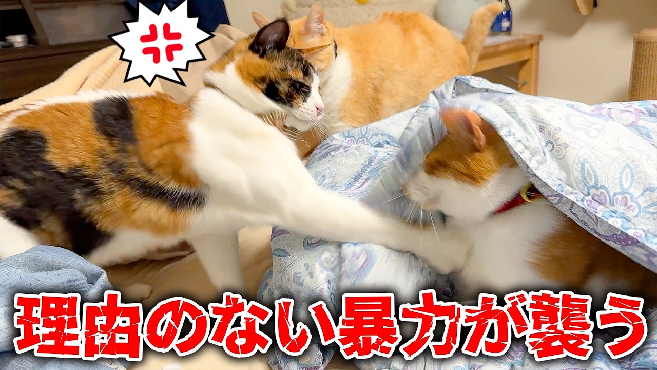 The older sister cat who punched her younger brother for no