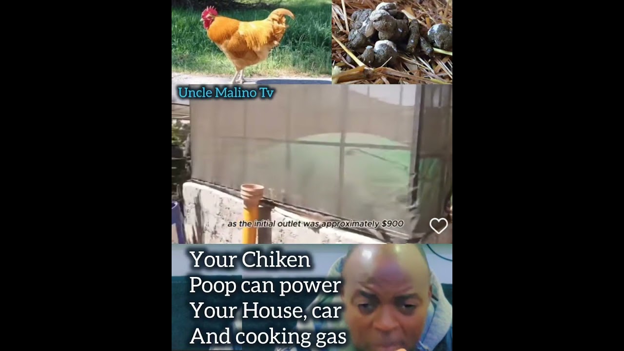 Your Chicken poop can Power Your Farm, House Gas and car. Learn from this Pls. ✔✅👉Subscribe 👈 