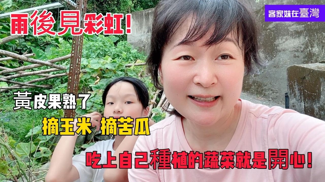 陸妻在臺灣 黃皮果熟了 帶小孩來菜地摘玉米摘苦瓜 吃上自己種植的蔬菜就是開心!大雨過後天空出現了美麗的彩虹!新住民客家妹記錄在臺灣的田園生活! 縮圖