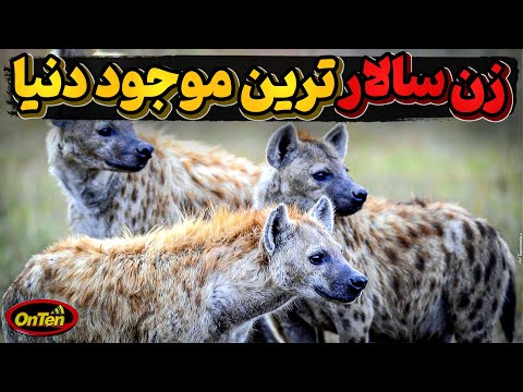 تصویری: نر پلنگ: توضیحات، ویژگی‌ها، شیوه زندگی، عکس