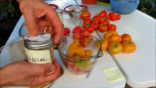 How to Easily Make Heirloom Tomato Sauce, Save Tomato Seeds & Freeze Sauces: Processing Tomatoes!