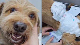 GROOMING A DOG WITH SPECIAL NEEDS 🐶❤️